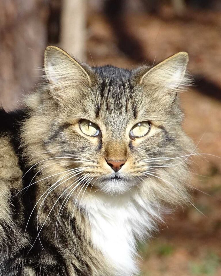 American Bobtail