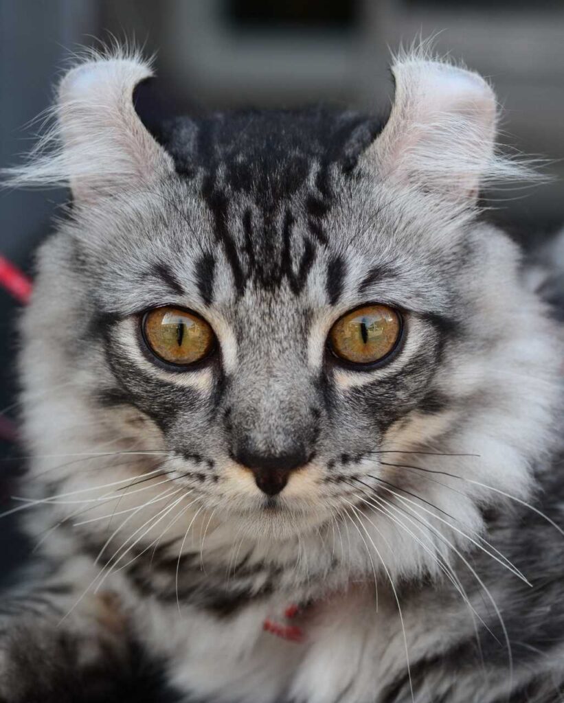 American Curl tigré blanc et gris aux yeux marrons