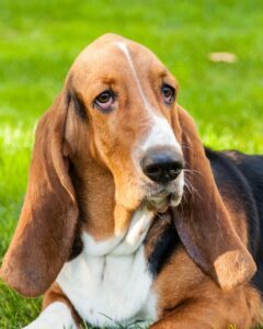 Basset Hound tricolore allongé dans l'herbe