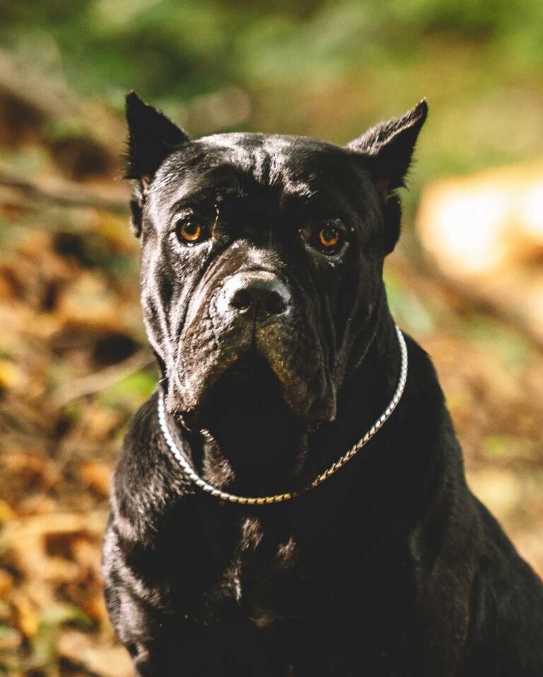 Cane Corso en forêt