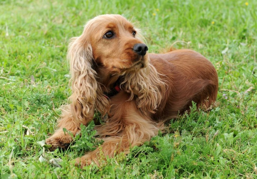 Cocker Spaniel Anglais