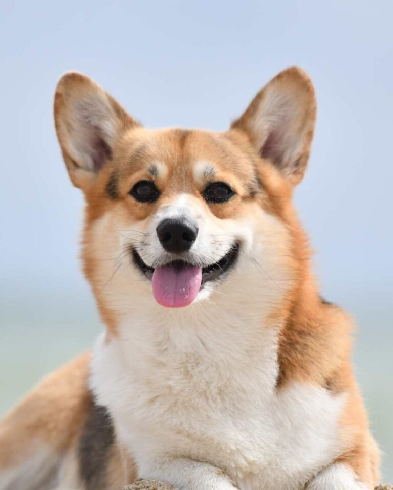 Welsh Corgi Pembroke tricolore