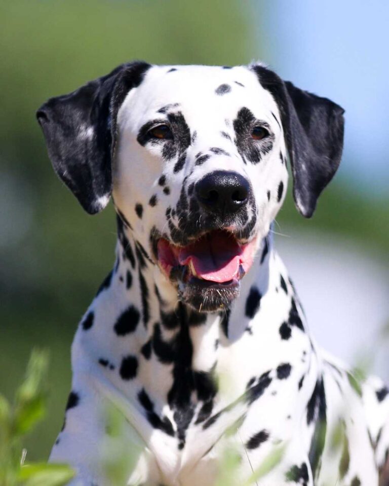 Dalmatien blanc à tâches noires dans un jardin