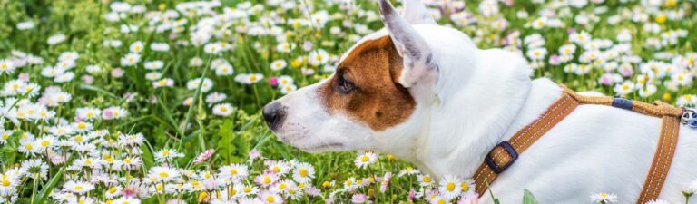 dangers du printemps pour le chien et le chat