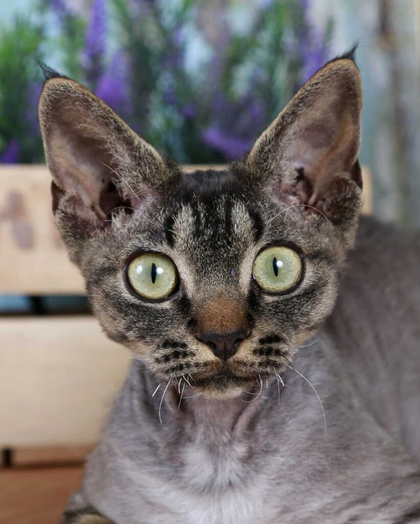 Devon Rex aux yeux verts et oreilles pointues