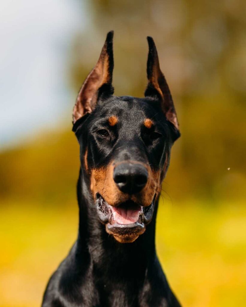 Dobermann noir avec des marques feu rouille en extérieur