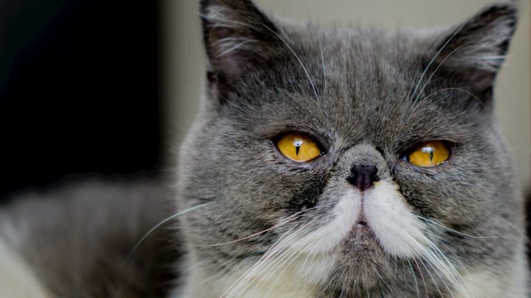 Exotic Shorthair de face