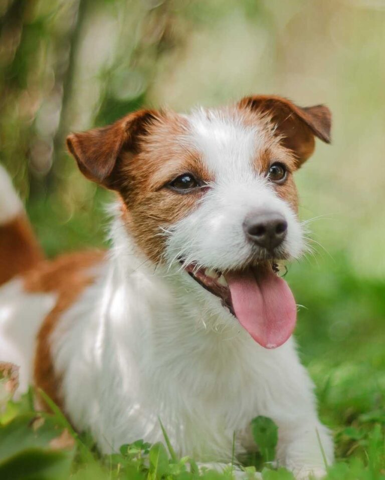 Jack Russel Terrier blanc et brun