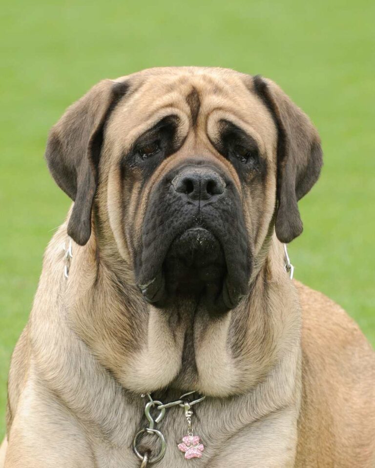 Mastiff fauve bringé en extérieur