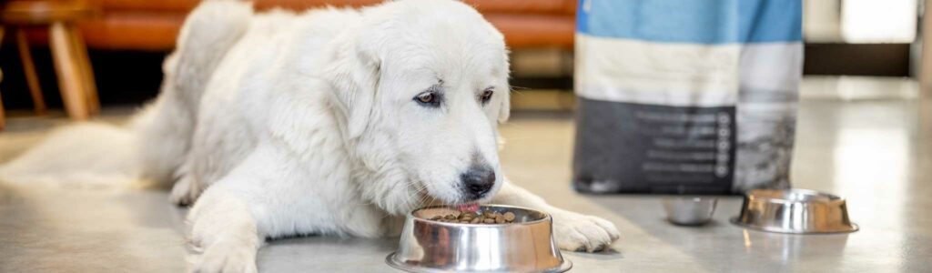 meilleures croquettes hypoallergéniques chien