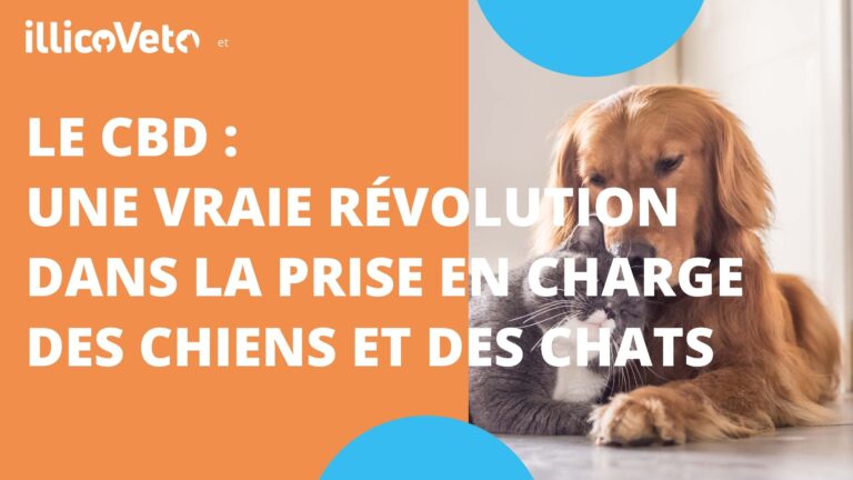 Utilisation du CBD chez les chiens et les chats