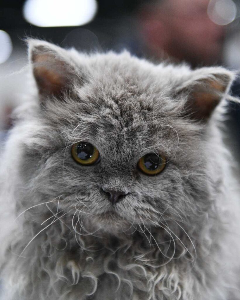 Chat Selkirk Rex gris