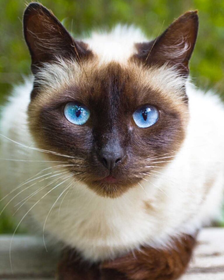 Siamois blanc et marron