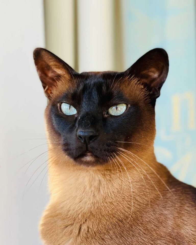 Tonkinois mink aux yeux bleus clairs