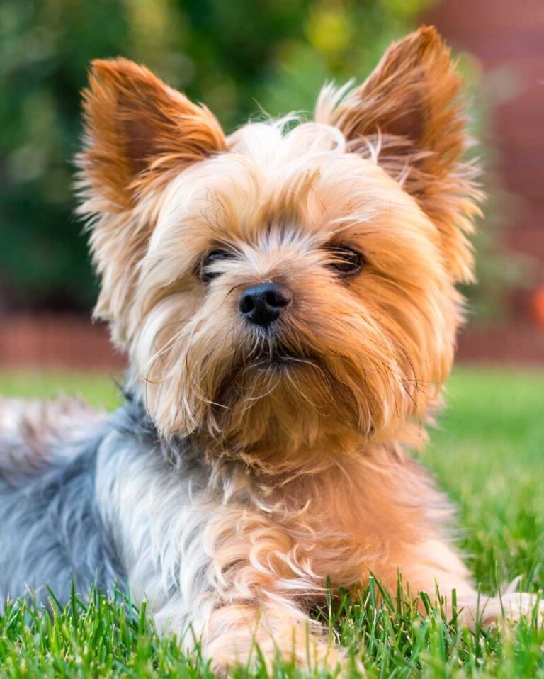 Yorkshire Terrier dans un jardin