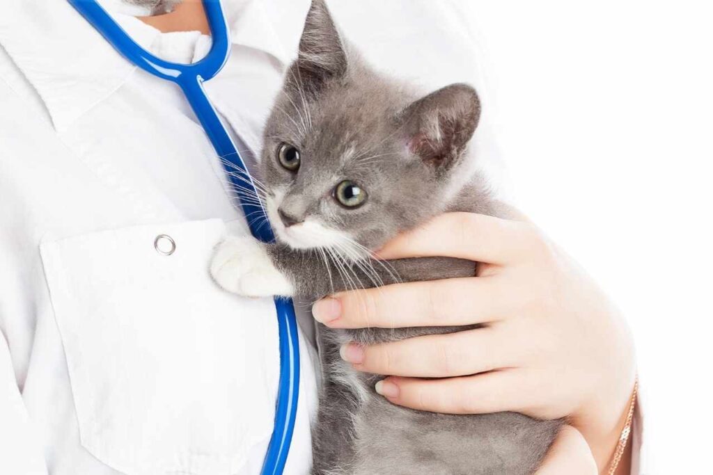 Adoption chat conseils vétérinaires