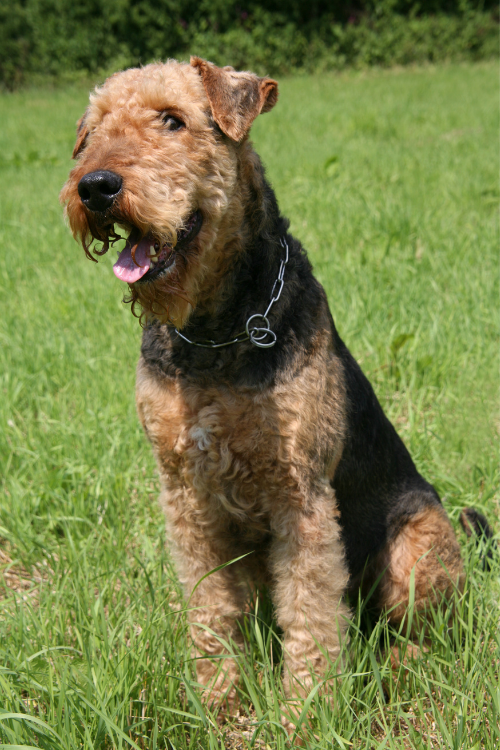 airedale terrier