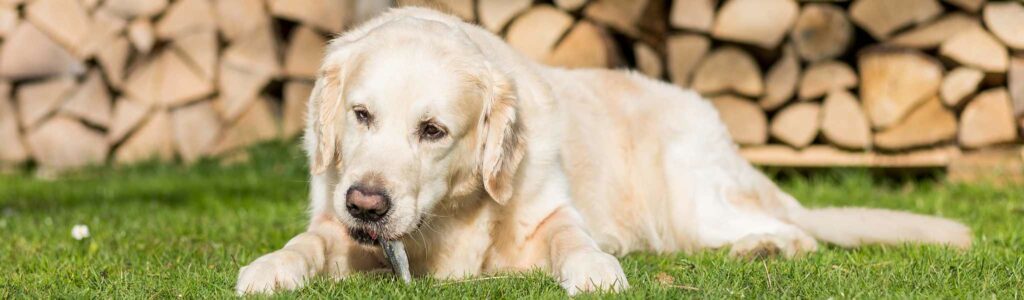 alimentation du chien agé