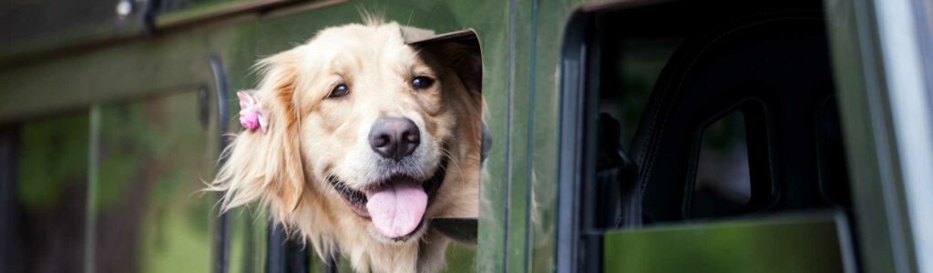 anti stress pour chien en voiture