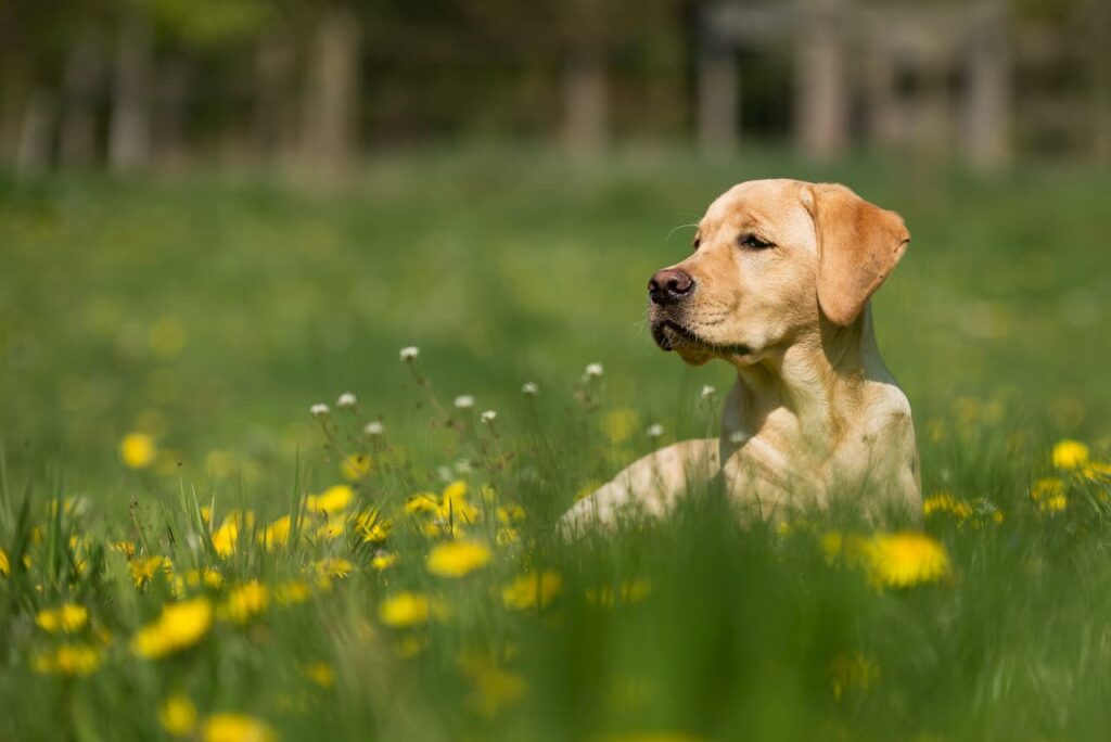 aoutats chien