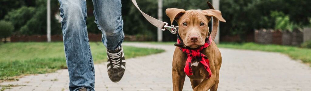 apprentissage de la marche en laisse chez le chiot