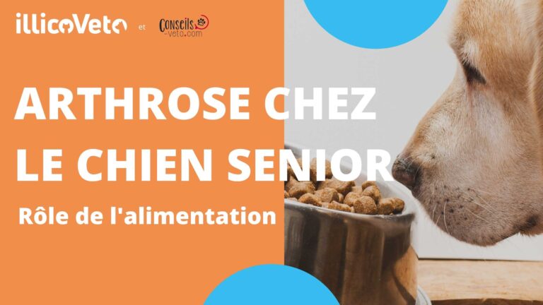 Arthrose chez le chien senior : rôle de l'alimentation