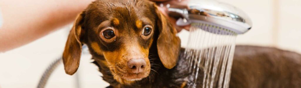 astuces pour douche chien réfractaire