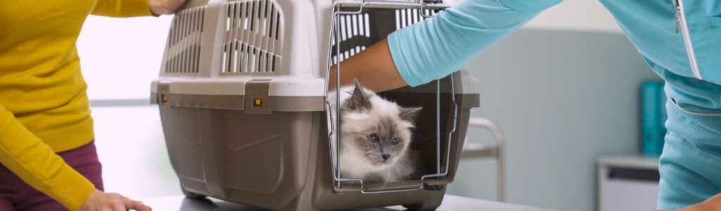 astuces pour faire rentrer chat dans une caisse de transport