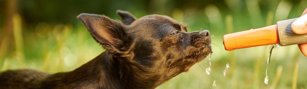 astuces pour rafraîchir son chien en cas de forte chaleur