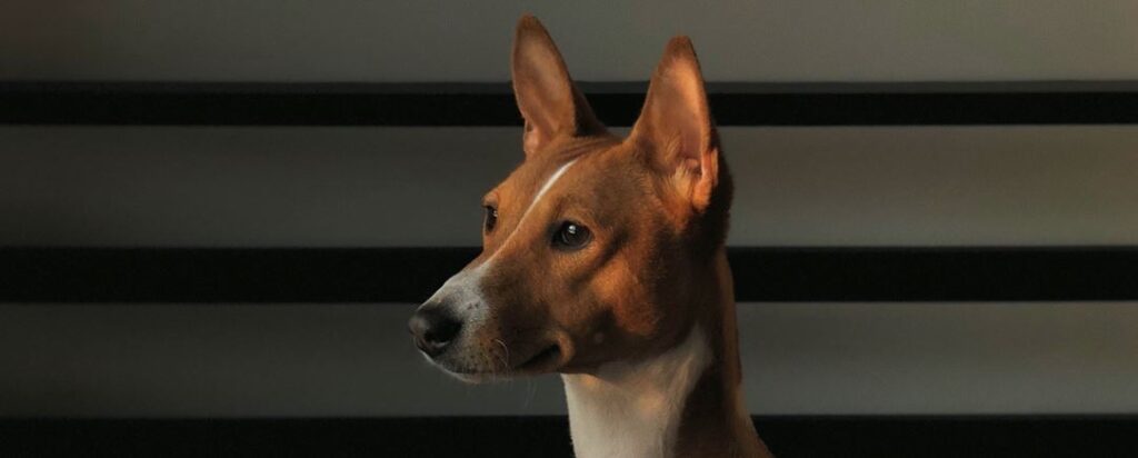 basenji