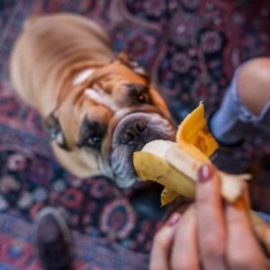 bienfaits nutritionnels banane chez chien