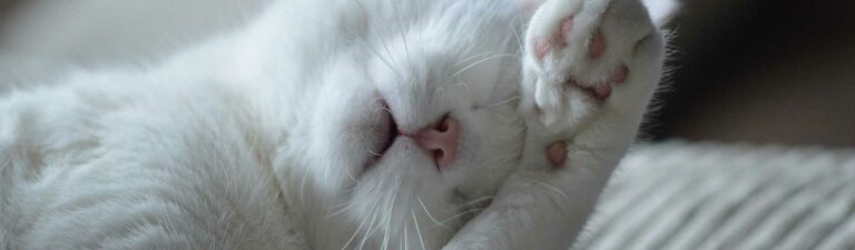 boiterie chat : que faire ?