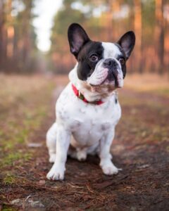 bouledogue français en forêt