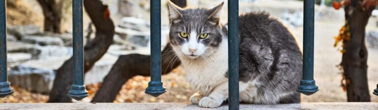 boules de poils chats