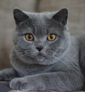 British Shorthair gris aux yeux orange