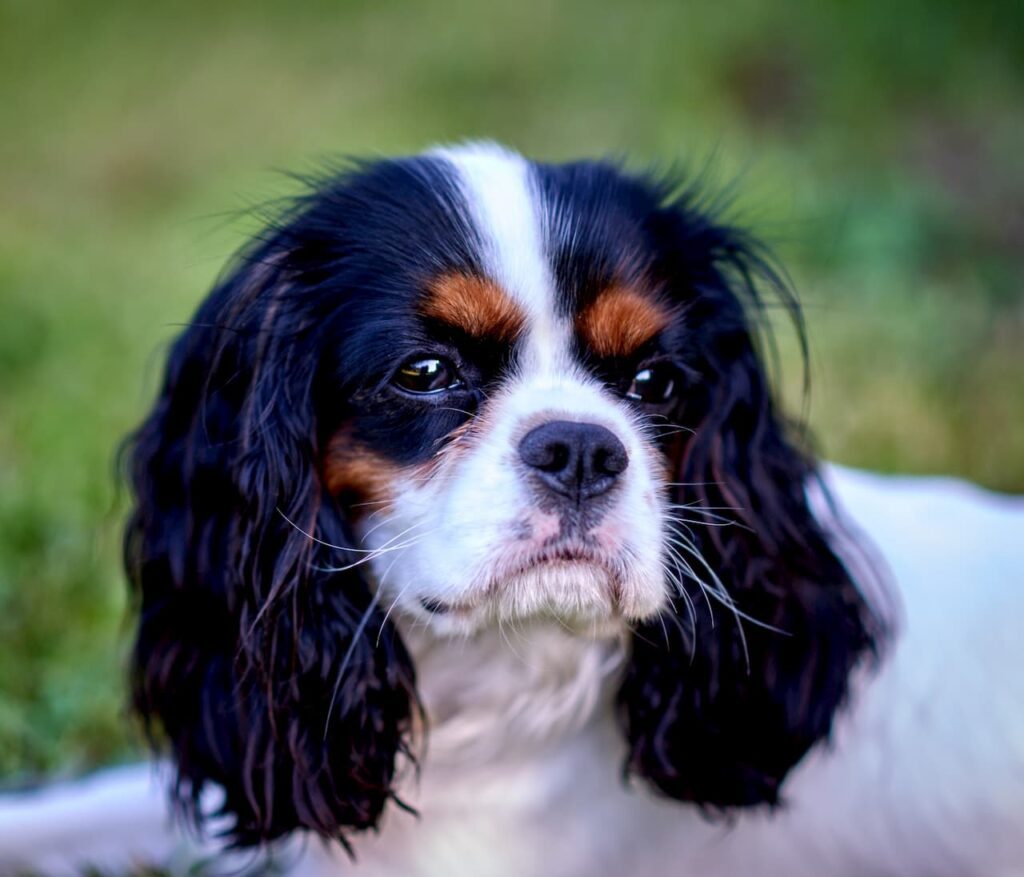 cavalier king charles noir et blanc