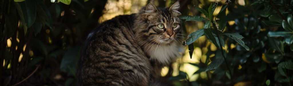 chaleurs de la chatte : comment gérer