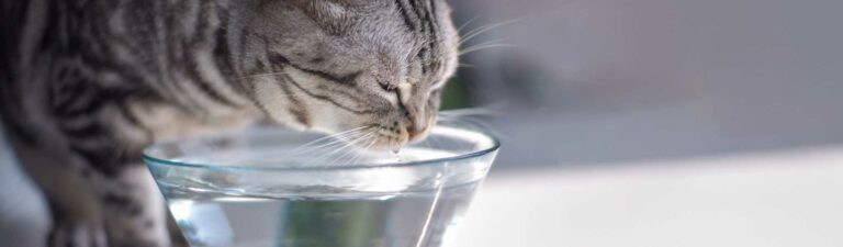 chat qui boit beaucoup : quand s'inquiéter