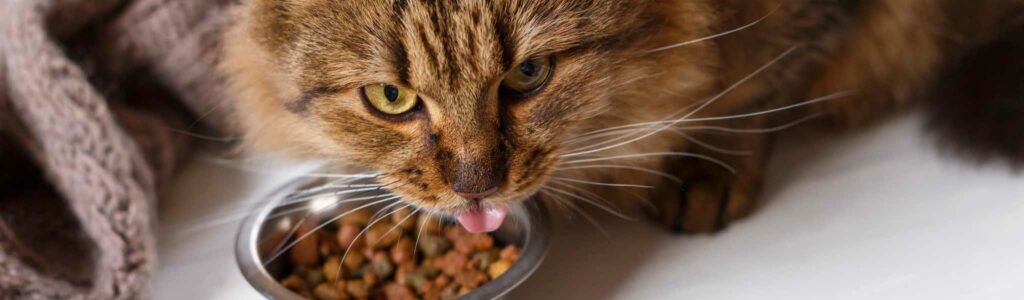 chat obèse, quelle croquettes choisir ?