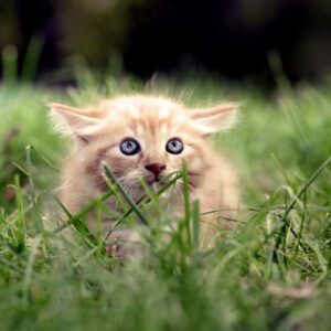 chat stressé face à une nouveauté