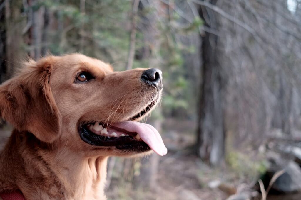 chien maigrit pourquoi