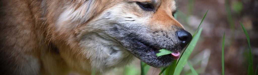 Chien mange de l'herbe : quels sont les risques ?