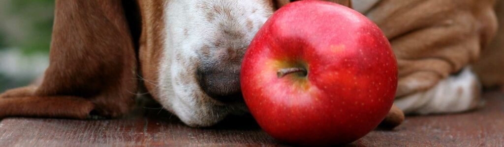 chien mange pomme