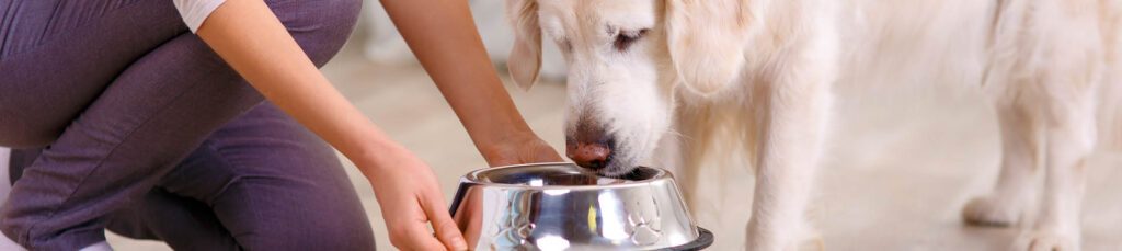 Chien mangeant dans une gamelle