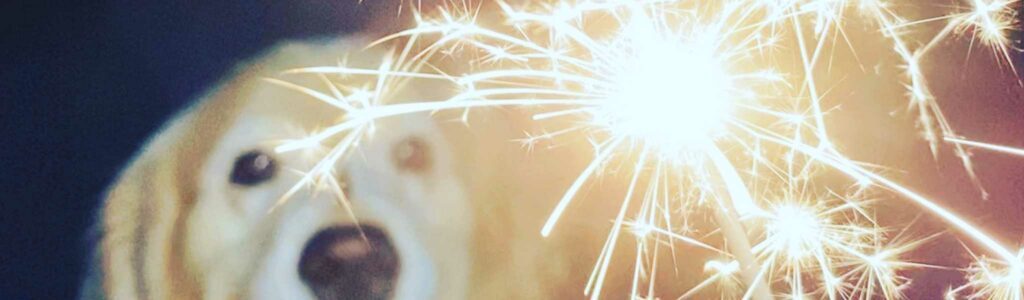 chien a peur des feux d'artifice