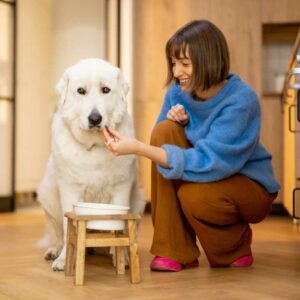 chien qui mange croquettes senior