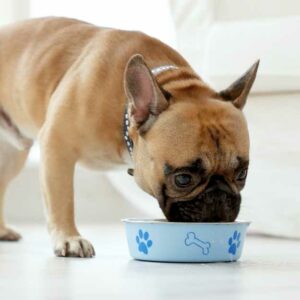 chien qui mange de bonnes croquettes