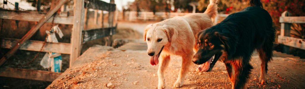 chien vomit jaune