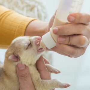 chiot biberonné avec du lait maternisé