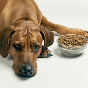 choisir les meilleures croquettes pour chiens stérilisés